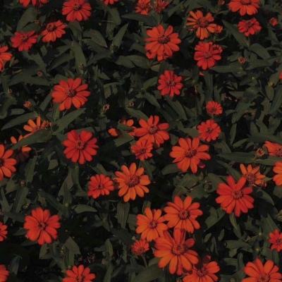 2023澳门管家婆资料正版大全手机app下载